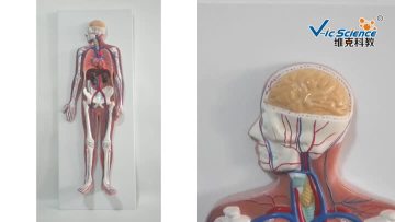 Systemic blood circulation model