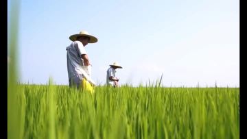 Grains of rice Factory video