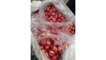 fuji apple harvest