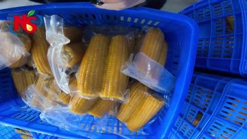 Finished corn, coming out of storage