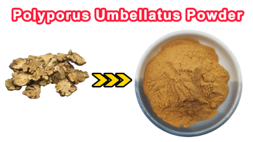 Polyporus Umbellatus Extract