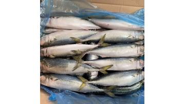 Mackerel Whole Round