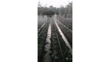 Strawberry micro-spraying hose