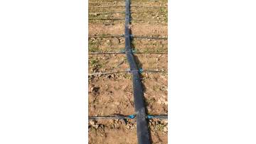 Wheat drip irrigation system