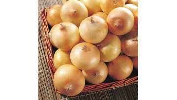 Onion of Gansu
