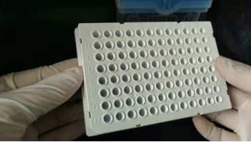 96-Well PCR plate  Full Skirt  White White
