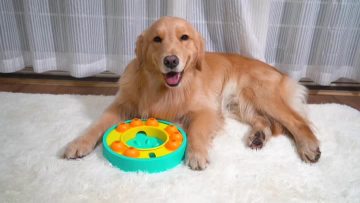 Slow feeder bowl for dog