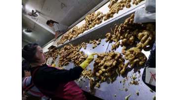 GINGER PROCESSING IN FACTORY