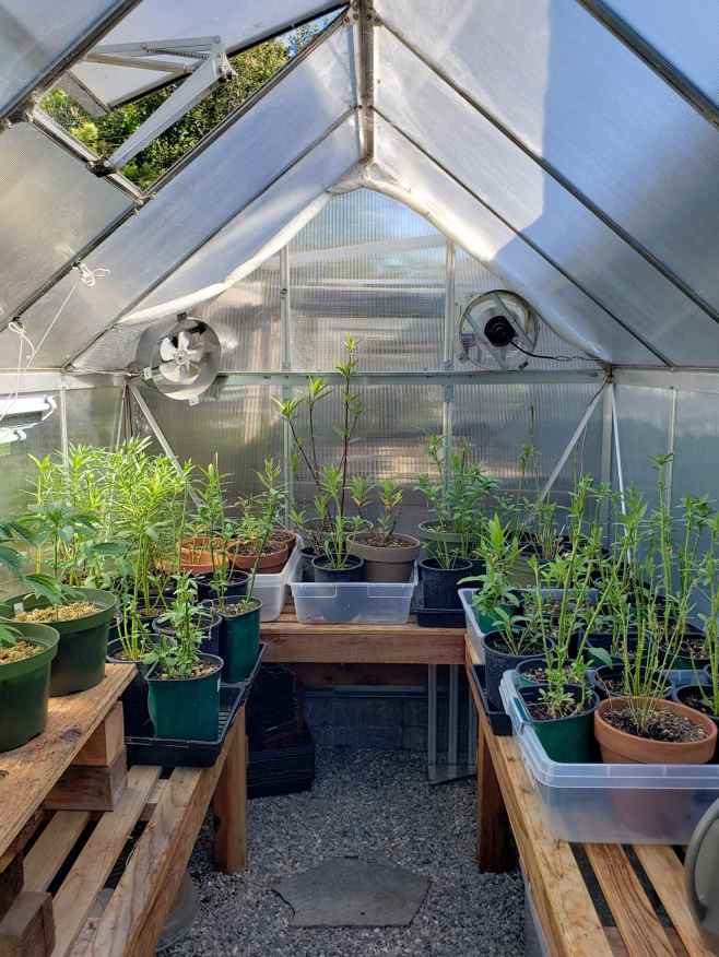 Walk In Garden Greenhouse