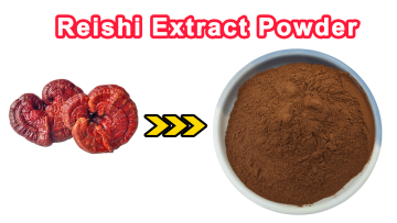 Reishi Extract Powder