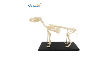 dog skeleton
