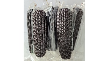 6601 high quality black sweet corns