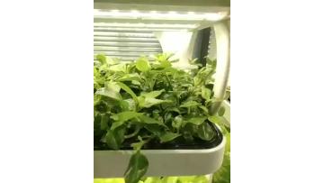 Intelligent hydroponic