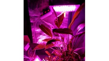 led plant light  Full Spectrum LED Grow Light E27 Plant Lamp Fitolamp For Indoor Seedlings Flower Fitolampy Grow Tent Box1