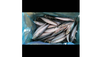 New catch of frozen mackerl (japonicus scomber) th