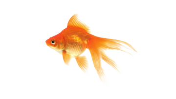 Goldfish is popular aquarium fish