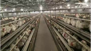 Broiler cage system