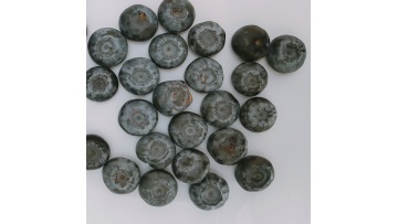 8801-high quality freeze dried blueberry