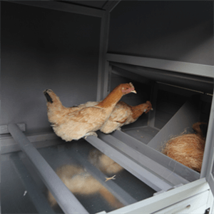 Movable chicken coop