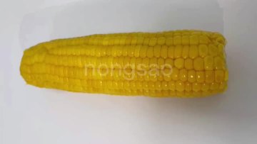 sweet corn video