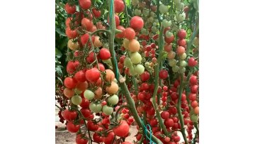 Large span tomato greenhouse turnkey project multi-span arch plastic film greenhouses1