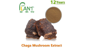 chaga mushroom extract powder