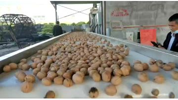 walnut production 