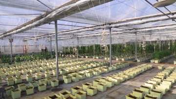 High Tunnel Tomato Growing Multi-Span Agricultural Greenhouses With Hydroponic Systems And Irrigation System For Sale1