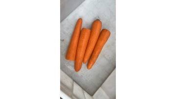 ST-XP1000 Carrot peeling machine 