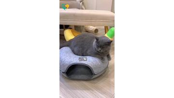 cat bed