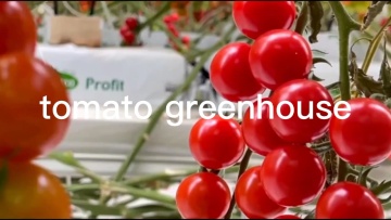 agricultural multi-span polycarbonate greenhouse manufacturer for hydroponic tomato green house1