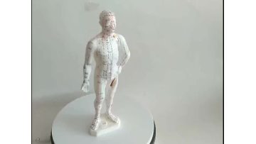 Acupuncture Model 