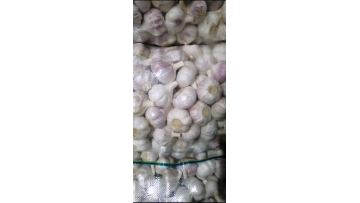 garlic material