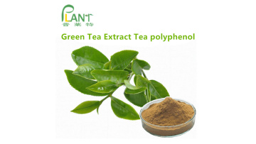 Green Tea extract  powder 