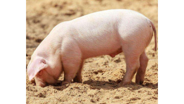 compound enzymes for pigs 