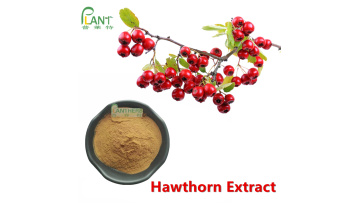 hawthorn fruit berry extract