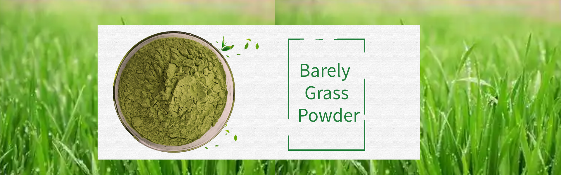 Barely Grass Powder 1