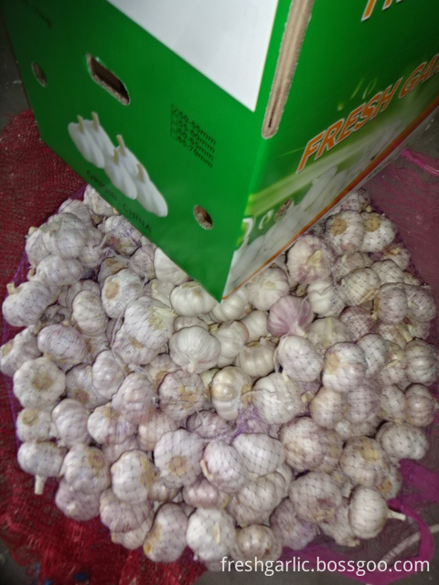 Jinxiang 2019 Fresh Normal Garlic