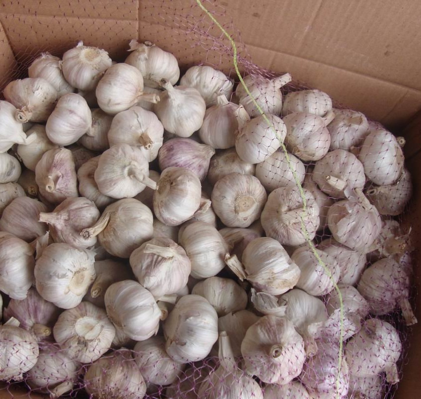 5.5cm Dried Red Garlic Bulk Packing