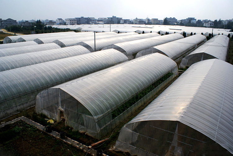 Tunnel Plastic Film Greenhouse