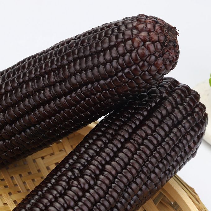 Black Waxy Corn