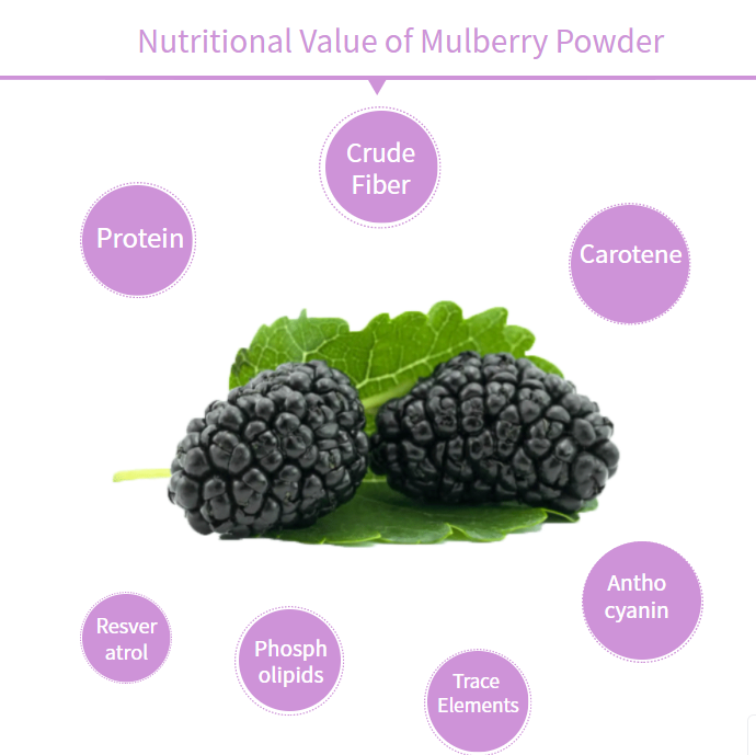 Mulberry Powder 2