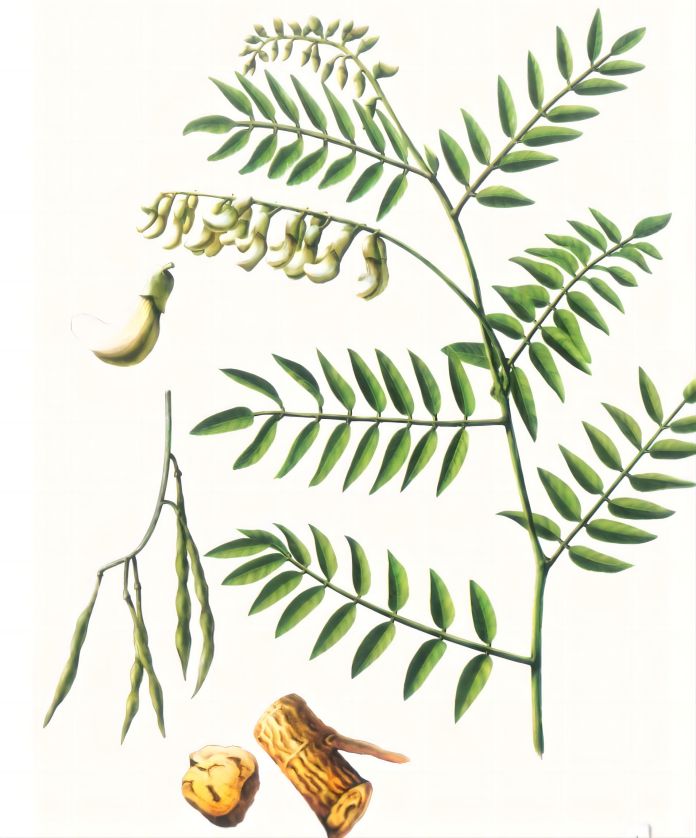 Chinese Herb Sophora japonic Matrinea