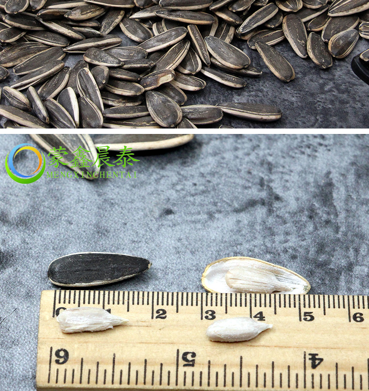 Sunflower Seeds of China Inner Mongolia Natural Seeds in Shell