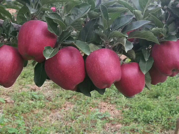 Huaniu Apple On The Tree1