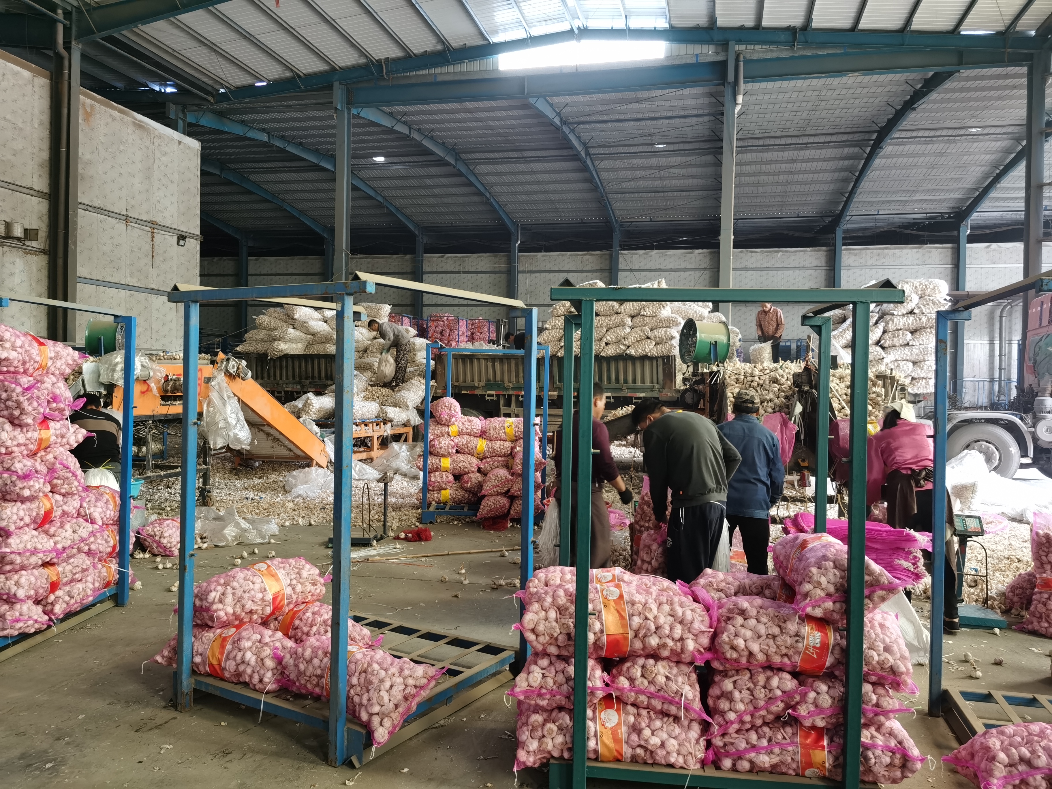 Lower Price Planting Garlic Farm Supply Garlic Processing 