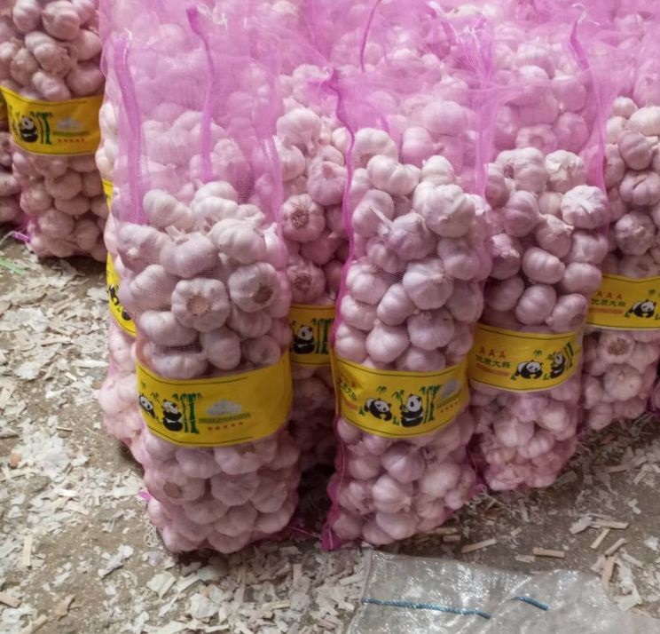 Fresh Chinese 4P Pure White Garlic Packing In Bulk 20kg Mesh Bag