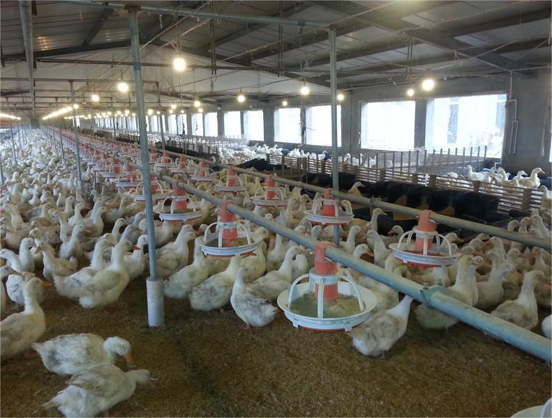 Poultry pan feeding system