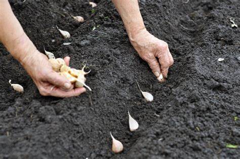 Lower Price Planting Garlic Farm Supply Garlic Planting