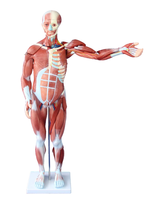 Human Muscle Model